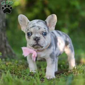 Petunia, French Bulldog Puppy